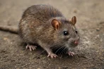 Traitement contre les rats et souris, dératisation à Évreux 27000 Eure